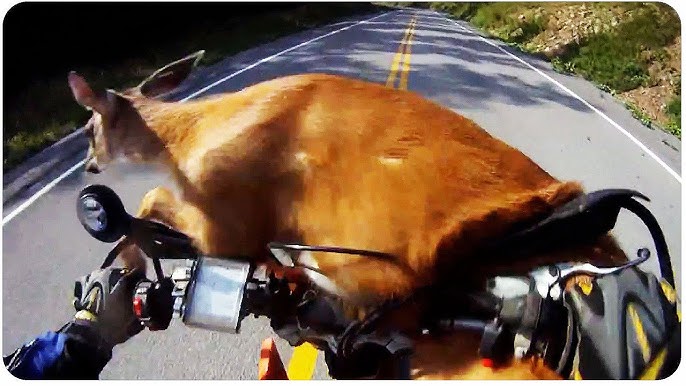 5 Deer Facts EVERY Rider Should Know